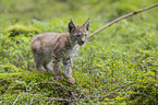 cub