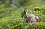 sitting cub