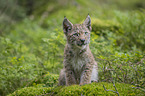 sitting cub