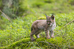 cub