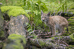 cub