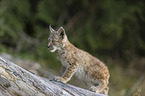 cub