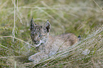 walking cub