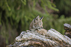 cub portrait