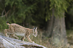 walking cub