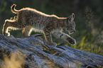 walking cub