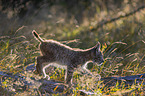 walking cub