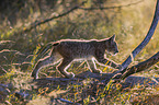 walking cub