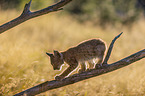 climbing cub