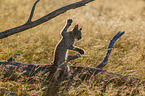 cub