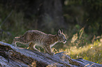 cub