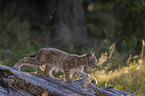 walking cub