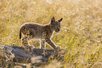 cub