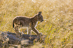 cub