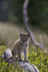 sitting cub