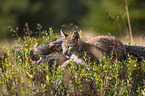 walking cub