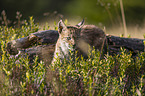 cub
