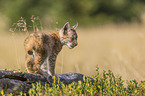 cub