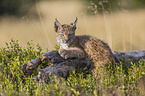 lying cub