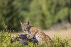 climbing cub