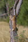 climbing cub