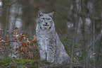 Eurasian Lynx