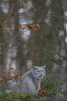 Eurasian Lynx