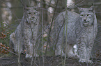 Eurasian Lynxes