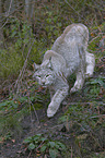 Eurasian Lynx