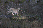 Eurasian Lynx