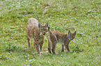 Eurasian Lynxes