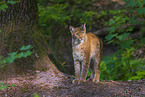 Eurasian Lynx