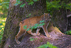 Eurasian Lynx