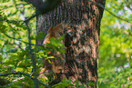 Eurasian Lynx