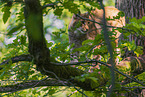 Eurasian Lynx