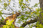 Eurasian Lynx