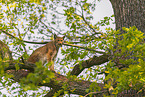 Eurasian Lynx