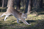 Eurasian Lynx