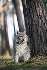 Eurasian Lynx