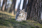 Eurasian Lynx