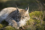 Eurasian Lynx