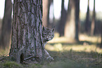 Eurasian Lynx