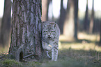 Eurasian Lynx