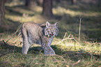 Eurasian Lynx