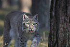 Eurasian Lynx