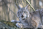 Eurasian Lynx