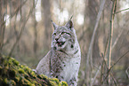 Eurasian Lynx