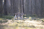 Eurasian Lynx