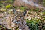 Eurasian Lynx