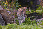 Eurasian Lynx